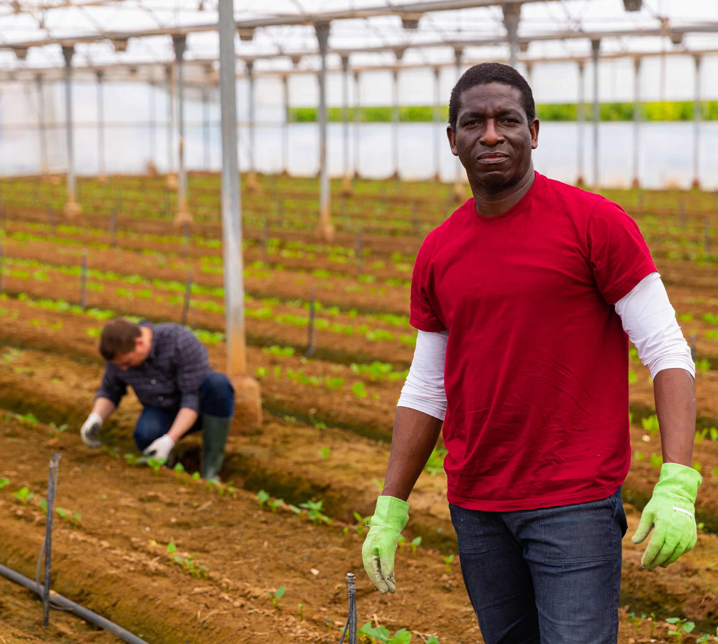 Commercial farmers